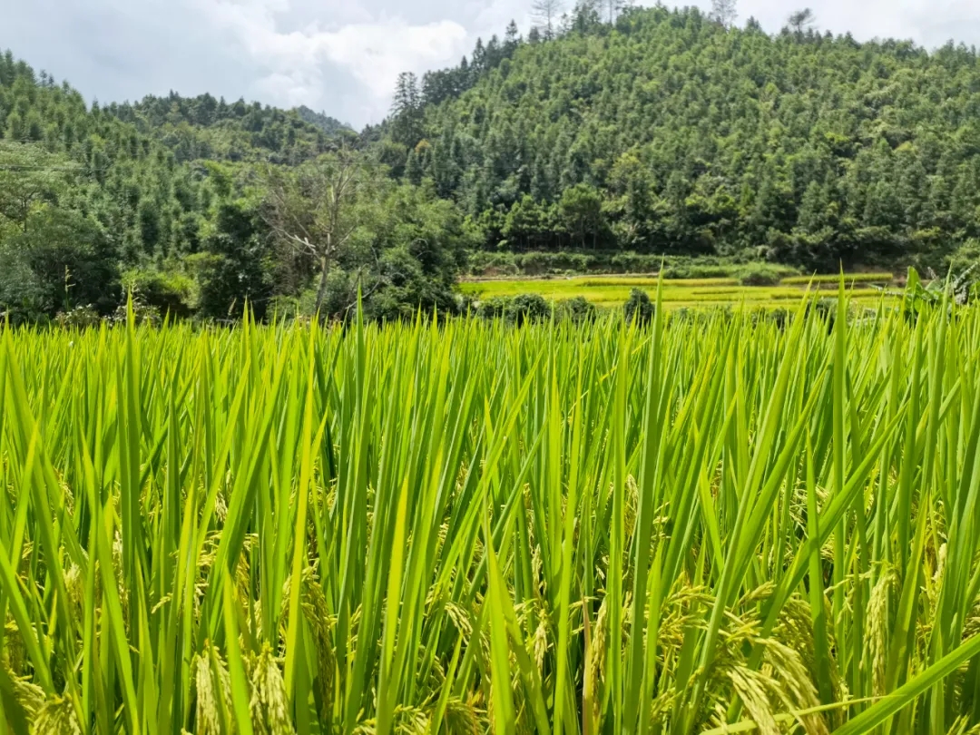 1714034997908529.jpg 8.webp.jpg