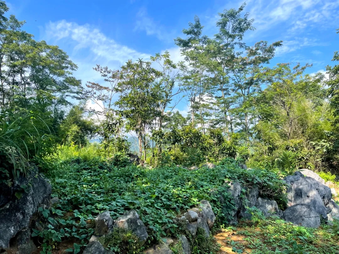 1714035094133325.jpg 18.webp.jpg